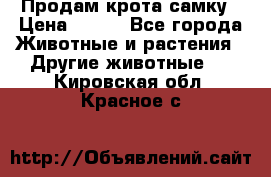 Продам крота самку › Цена ­ 200 - Все города Животные и растения » Другие животные   . Кировская обл.,Красное с.